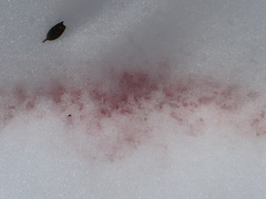 Chlamydomonas nivalis