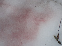 Chlamydomonas nivalis