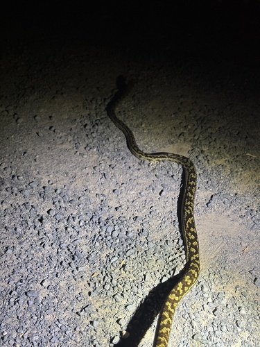 Australian Scrub Python sighting