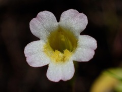 Erythranthe trinitiensis