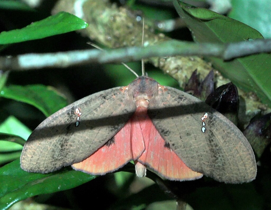 Miniophyllodes sikorai