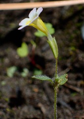 Erythranthe trinitiensis