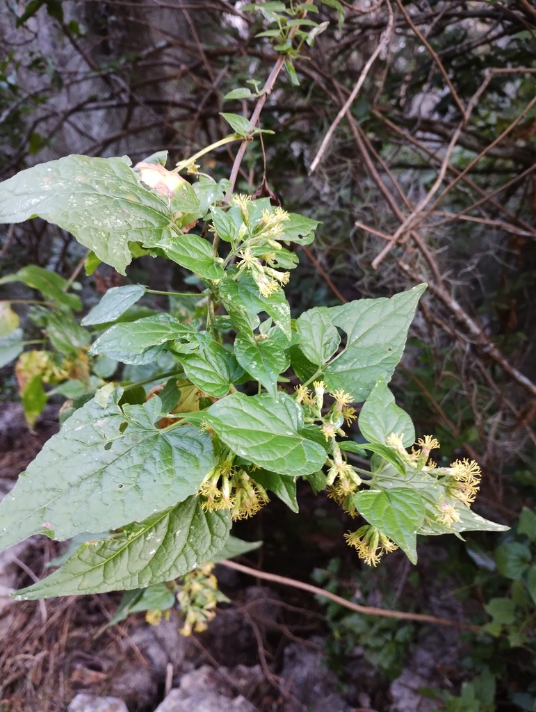 Kyrsteniopsis dibollii