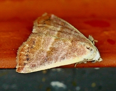 Eublemma cinnamomea