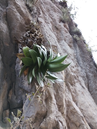 Agave mitis