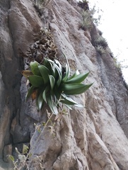 Agave mitis