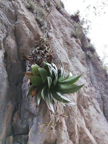 Agave mitis
