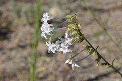 Ipomopsis aggregata candida