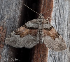 Xanthorhoe packardata