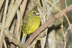 Crithagra scotops umbrosa