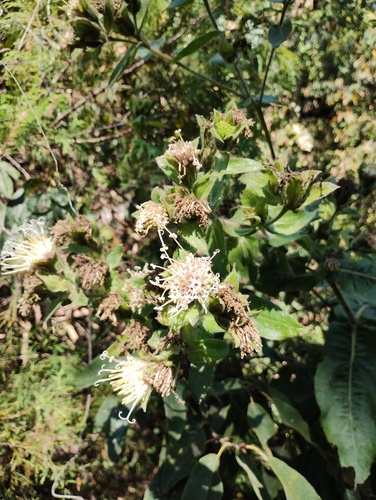 Lagascea helianthifolia