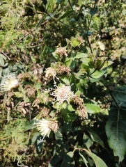 Lagascea helianthifolia