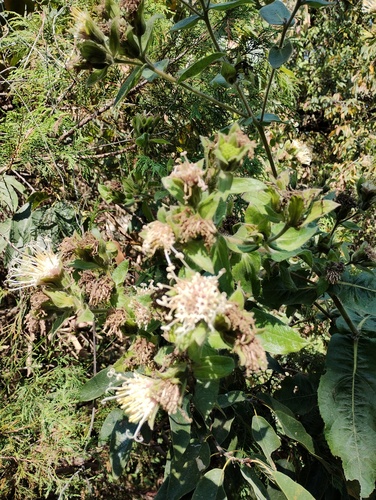 Lagascea helianthifolia, photograph 2