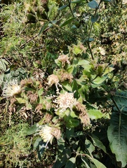 Lagascea helianthifolia, photograph (c) Carlos Domínguez-Rodríguez, some rights reserved (CC BY)