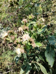 Lagascea helianthifolia, photograph (c) Carlos Domínguez-Rodríguez, some rights reserved (CC BY)
