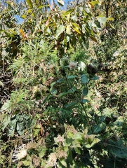 Lagascea helianthifolia, photograph (c) Carlos Domínguez-Rodríguez, some rights reserved (CC BY)