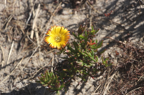Image of Twocolour Brightfig (Lampranthus bicolor) by (c) Jim Sweet, some rights reserved (CC BY)
