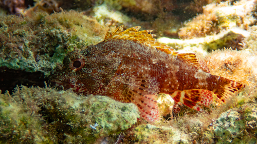 Madeira rockfish (Scorpaena maderensis) — Scorpaenidae — 5