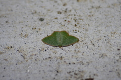 Thalera pistasciaria