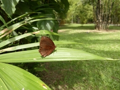 Elymnias hypermnestra beatrice