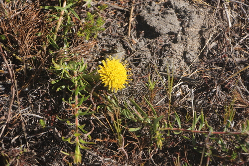 Image of Leucospermum prostratum by (c) Jim Sweet, some rights reserved (CC BY)