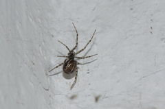 Steatoda castanea