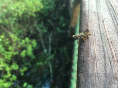 Tettigidea