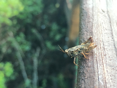 Tettigidea