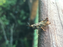 Tettigidea