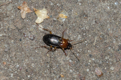 Calathus melanocephalus