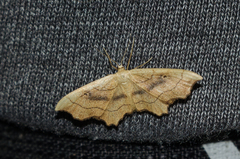 Idaea emarginata