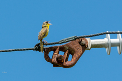 Geothlypis poliocephala