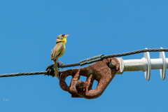 Geothlypis poliocephala