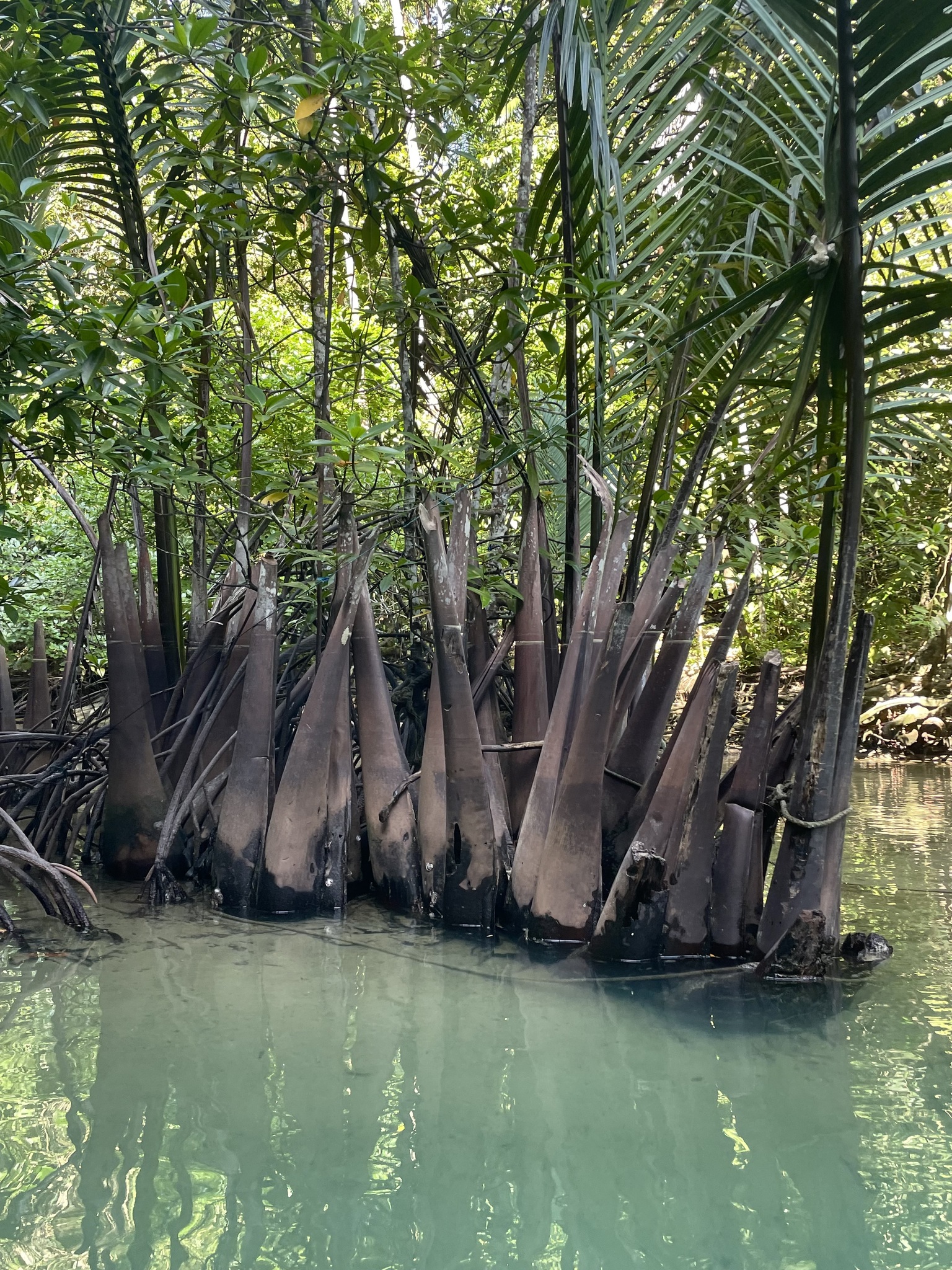 Imagem de Palmeira-do-mangue