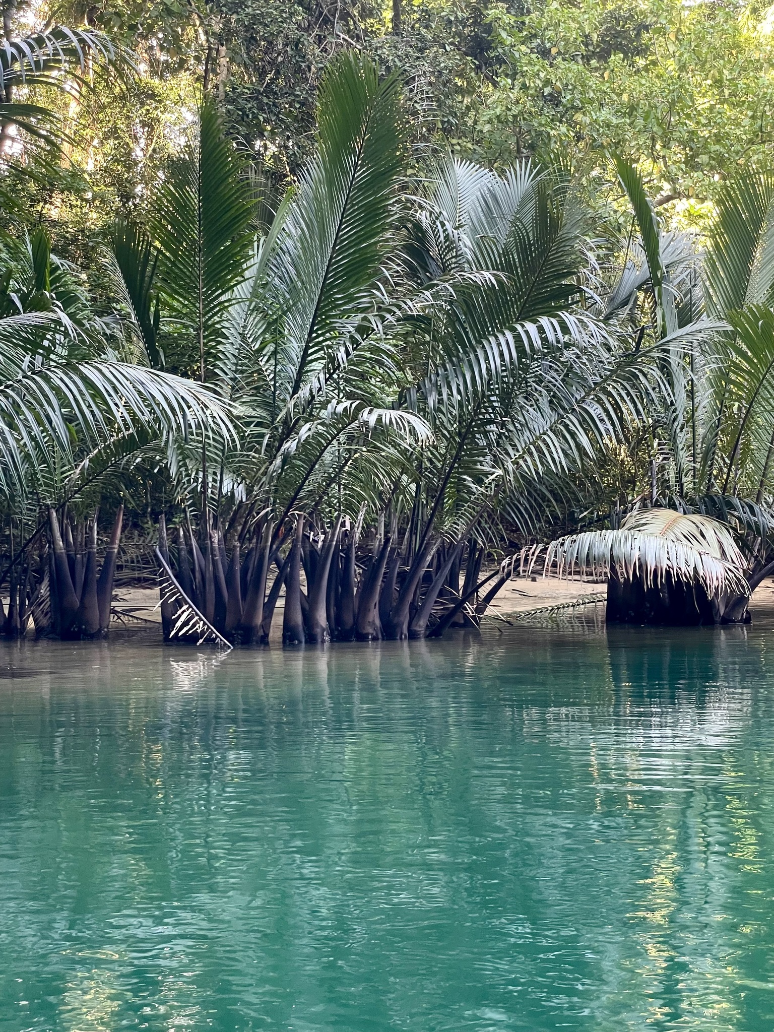 Imagem de Palmeira-do-mangue
