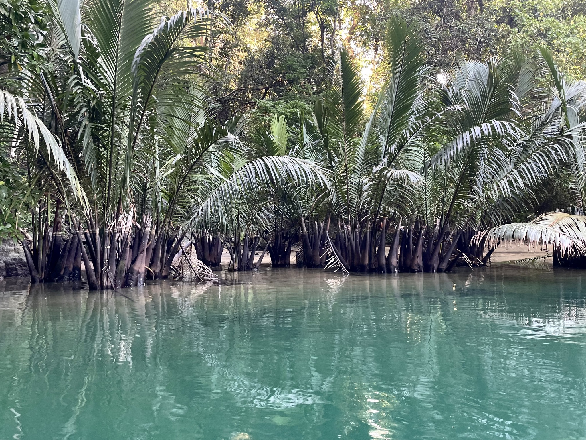 Imagem de Palmeira-do-mangue