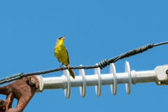 Geothlypis poliocephala
