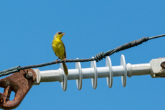 Geothlypis poliocephala