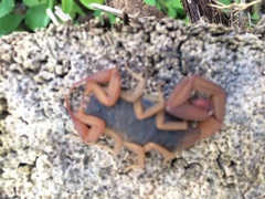 Centruroides ochraceus