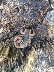 Centruroides ochraceus