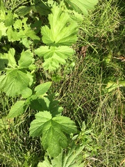 Geum macrophyllum macrophyllum