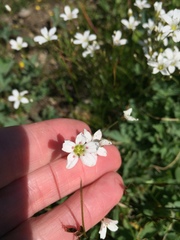 Eremogone capillaris