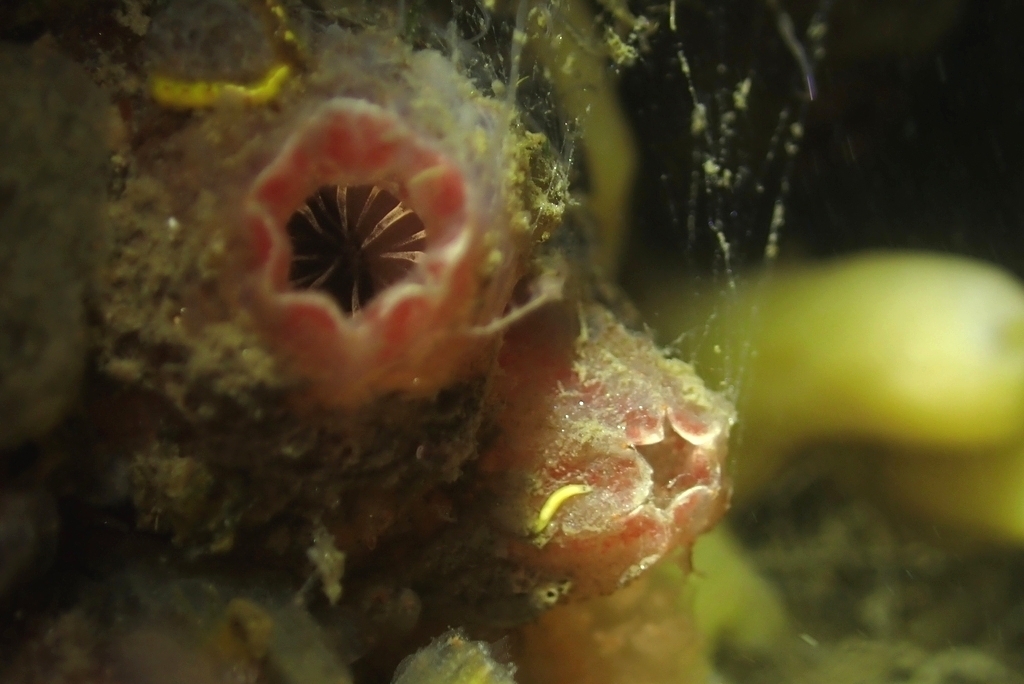 Ascidiella aspersa (Müller, 1776)