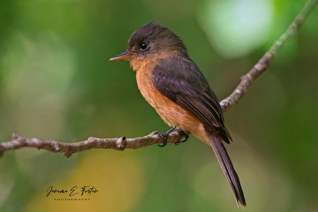 Lesser Antillean Pewee (Contopus latirostris) photo
