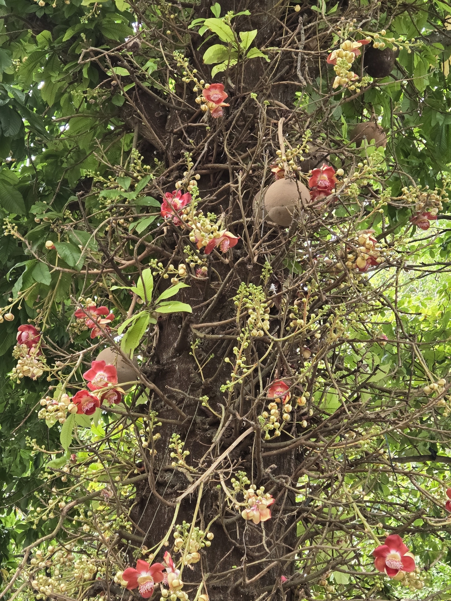 Imagem de Abricó-de-macaco