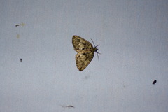 Hydriomena renunciata