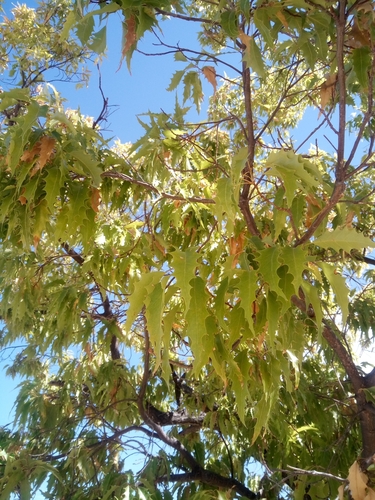 Image of Quercus albocincta by no rights reserved