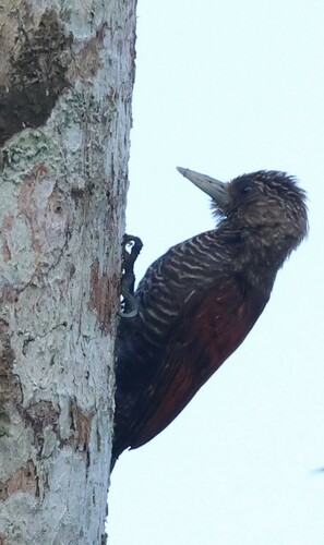Blood-colored Woodpecker (Veniliornis sanguineus), photo 4