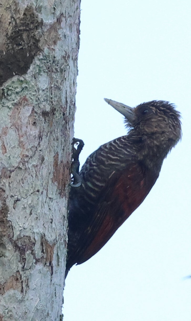 Blood-colored Woodpecker (Veniliornis sanguineus), photo 2