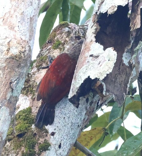 Blood-colored Woodpecker (Veniliornis sanguineus), photo 10